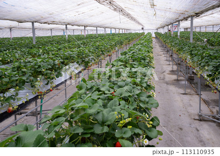 いちごを栽培するビニールハウス いちごを栽培するビニールハウス 113110935