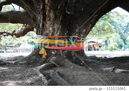 Multi-colored fabric cloth tied to a large tree is a belief about sacred things and the spiritual refuge of Buddhists in Thailand. Multi-colored fabric cloth tied to a large tree is a belief about sacred things and the spiritual refuge of Buddhists in Thailand. 113111061