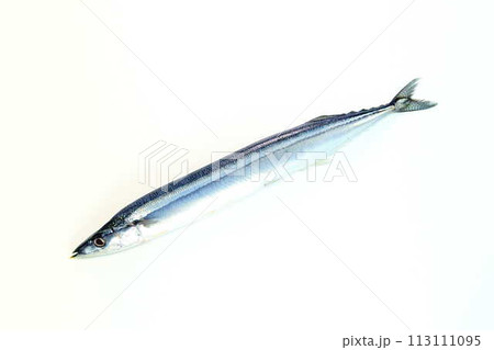 サンマ　秋刀魚　さんま 113111095