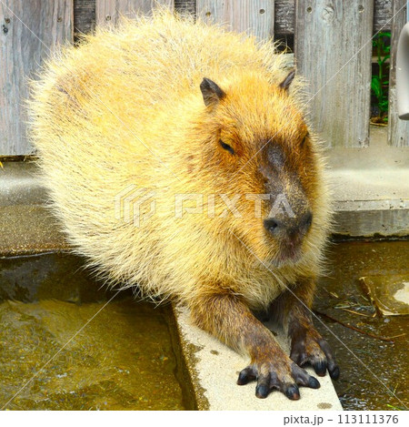 水辺で休むカピバラ 113111376