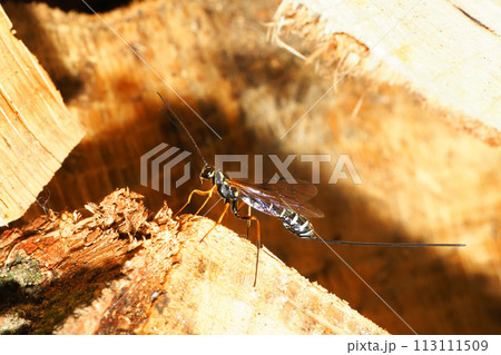 オナガバチの一種 113111509