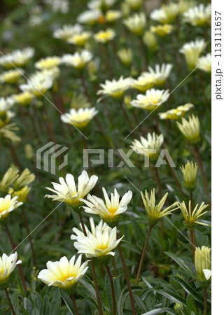 白いガザニアの花 113111657