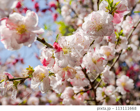 紅白咲き分け（源平咲き）のハナモモの花【源平】 113111668
