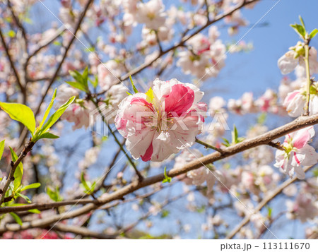 紅白咲き分け(源平咲き)のハナモモの花【源平】 紅白咲き分け(源平咲き)のハナモモの花【源平】 113111670