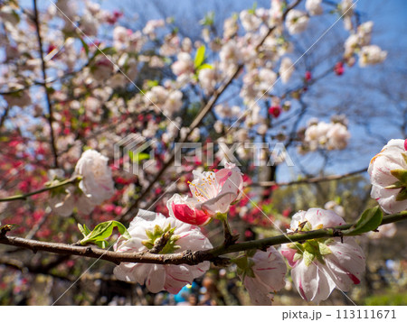 紅白咲き分け（源平咲き）のハナモモの花【源平】 113111671