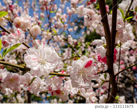 紅白咲き分け(源平咲き)のハナモモの花【源平】 紅白咲き分け(源平咲き)のハナモモの花【源平】 113111675