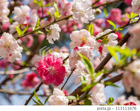 紅白咲き分け(源平咲き)のハナモモの花【源平】 紅白咲き分け(源平咲き)のハナモモの花【源平】 113111676