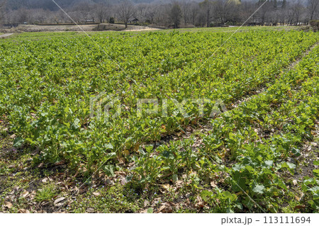 早春の国営みちのく湖畔公園 芽を出した菜の葉 宮城県川崎町 早春の国営みちのく湖畔公園 芽を出した菜の葉 宮城県川崎町 113111694
