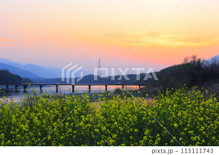 徳島県 美馬市 脇町 夕暮れ時の脇町潜水橋と菜の花 徳島県 美馬市 脇町 夕暮れ時の脇町潜水橋と菜の花 113111743