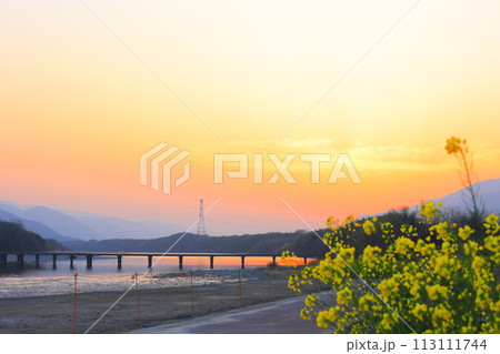 徳島県 美馬市 脇町 夕暮れ時の脇町潜水橋と菜の花 徳島県 美馬市 脇町 夕暮れ時の脇町潜水橋と菜の花 113111744