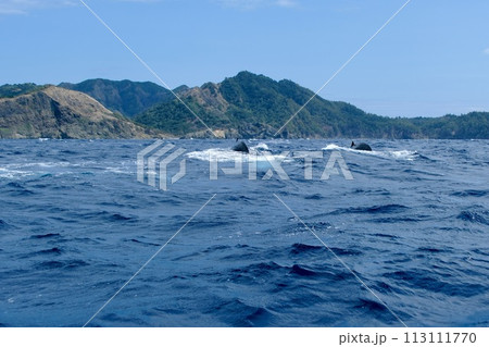 【小笠原】ザトウクジラ 113111770