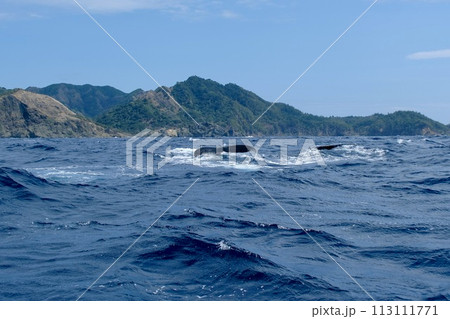 【小笠原】ザトウクジラ 113111771