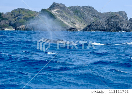 【小笠原】ザトウクジラ 【小笠原】ザトウクジラ 113111791