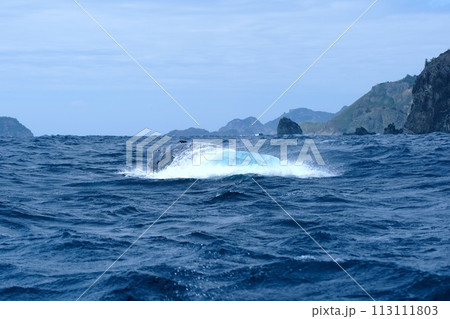 【小笠原】ザトウクジラ 113111803