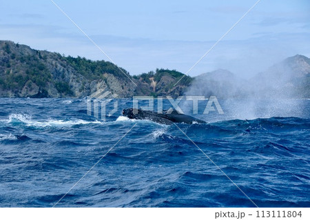 【小笠原】ザトウクジラ 113111804