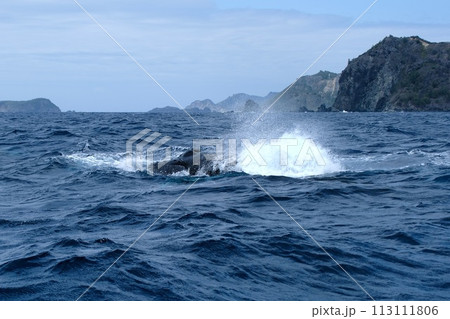 【小笠原】ザトウクジラ 113111806