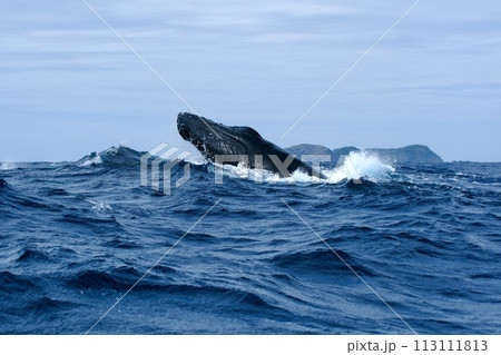 【小笠原】ザトウクジラ 113111813