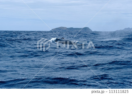 【小笠原】ザトウクジラ 113111825