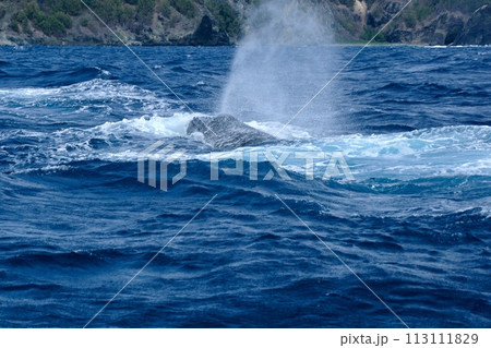 【小笠原】ザトウクジラ 113111829