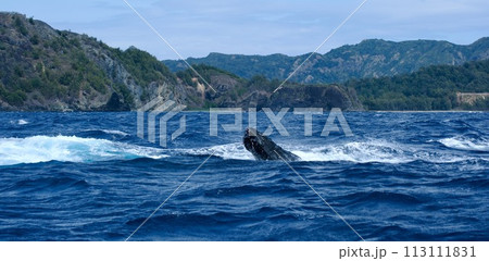 【小笠原】ザトウクジラ 113111831