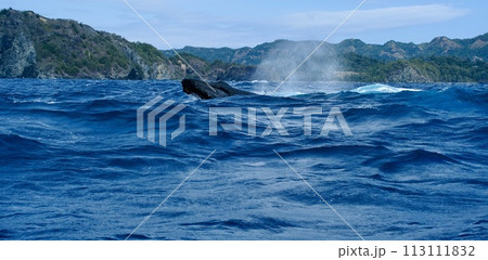 【小笠原】ザトウクジラ 113111832