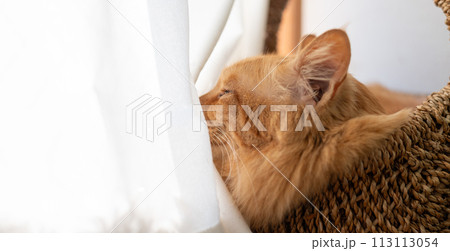 眠る猫 茶トラ猫 眠る猫 茶トラ猫 113113054