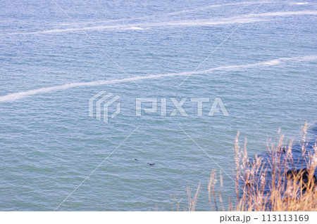 北海道道東の浜中町霧多布岬に棲息するラッコ 113113169