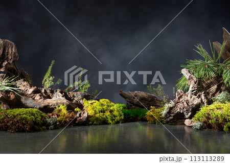 Northern natural composition with lichen, moss, pine branches and driftwood. 113113289