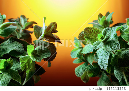 Fresh mint close-up with free space for your content. Fresh mint close-up with free space for your content. 113113328