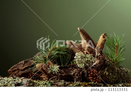 Abstract north nature scene with a composition of lichen, pine branches, and dry snags. Abstract north nature scene with a composition of lichen, pine branches, and dry snags. 113113331