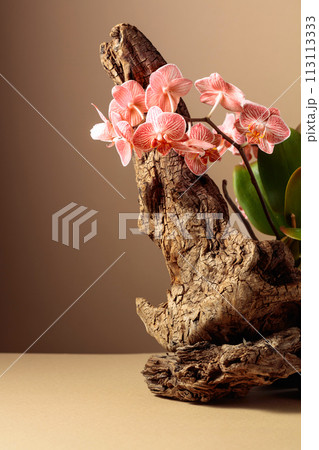 Pink orchid on an old wooden snag. 113113333