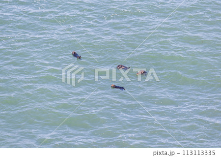北海道道東の浜中町霧多布岬に棲息するラッコ 113113335