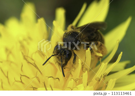 Closeup on a rare female catsear mining bee, Andrena humilis sitting in a yellow dandelion flower , Taraxacum officinale Closeup on a rare female catsear mining bee, Andrena humilis sitting in a yellow dandelion flower , Taraxacum officinale 113113461