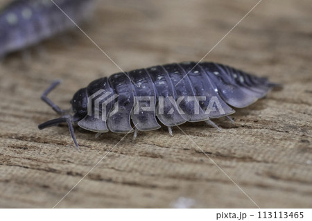 Closeup on a common shiny woodlouse, Oniscus asellus sitting on wood Closeup on a common shiny woodlouse, Oniscus asellus sitting on wood 113113465