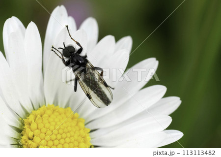 Closeup on a small dark fly, Johann's Bibio johannis, with it's dark stigma on the wings 113113482