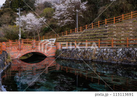 丸池湧水（日本名水百選）　春の夕景　桜の鏡面反射 113113691