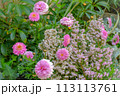 春 113113761