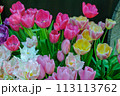 華春 113113762