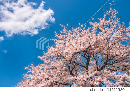 青空に映える満開の桜 113113804