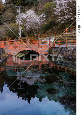 丸池湧水（日本名水百選）　春の夕景　桜の鏡面反射 113113821