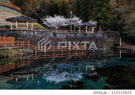 丸池湧水(日本名水百選) 春の夕景 桜の鏡面反射 丸池湧水(日本名水百選) 春の夕景 桜の鏡面反射 113113823