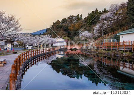 丸池湧水（日本名水百選）　春の夕景　桜の鏡面反射 113113824