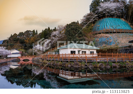 丸池湧水（日本名水百選）　春の夕景　桜の鏡面反射 113113825