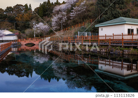 丸池湧水(日本名水百選) 春の夕景 桜の鏡面反射 丸池湧水(日本名水百選) 春の夕景 桜の鏡面反射 113113826