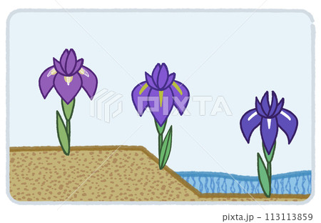 シンプルな手書きのアヤメ・花しょうぶ・カキツバタ 113113859
