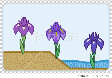 シンプルな手書きのアヤメ・花しょうぶ・カキツバタ 113113859