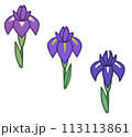 シンプルな手書きのアヤメ・花しょうぶ・カキツバタ 113113861