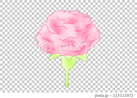 cute mother's day carnation 113113972