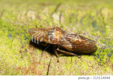 コミミズク(昆虫) コミミズク(昆虫) 113114048