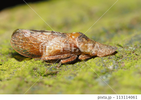 コミミズク(昆虫) コミミズク(昆虫) 113114061